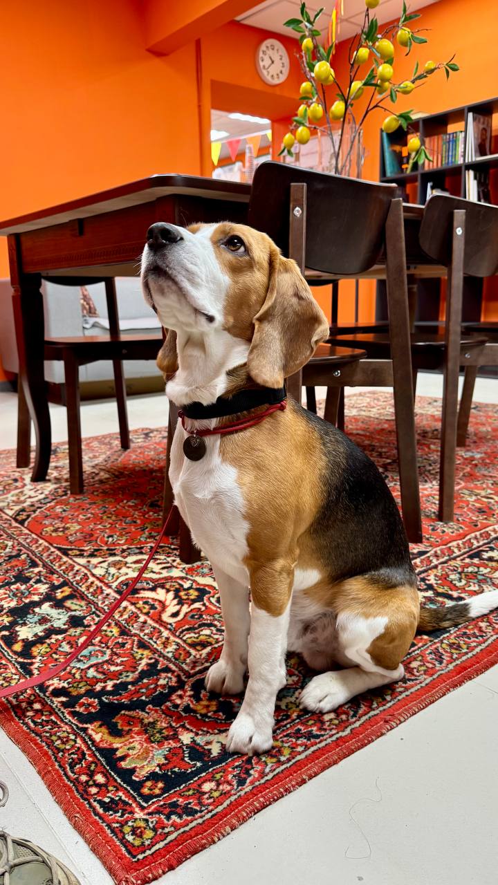 Гость кофейни 1