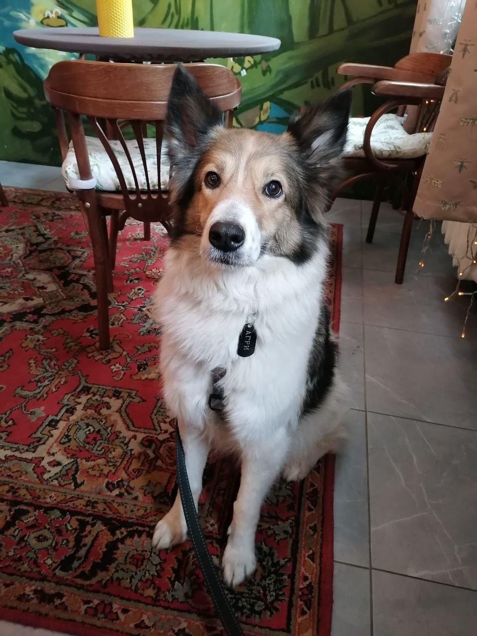 Гость кофейни 2