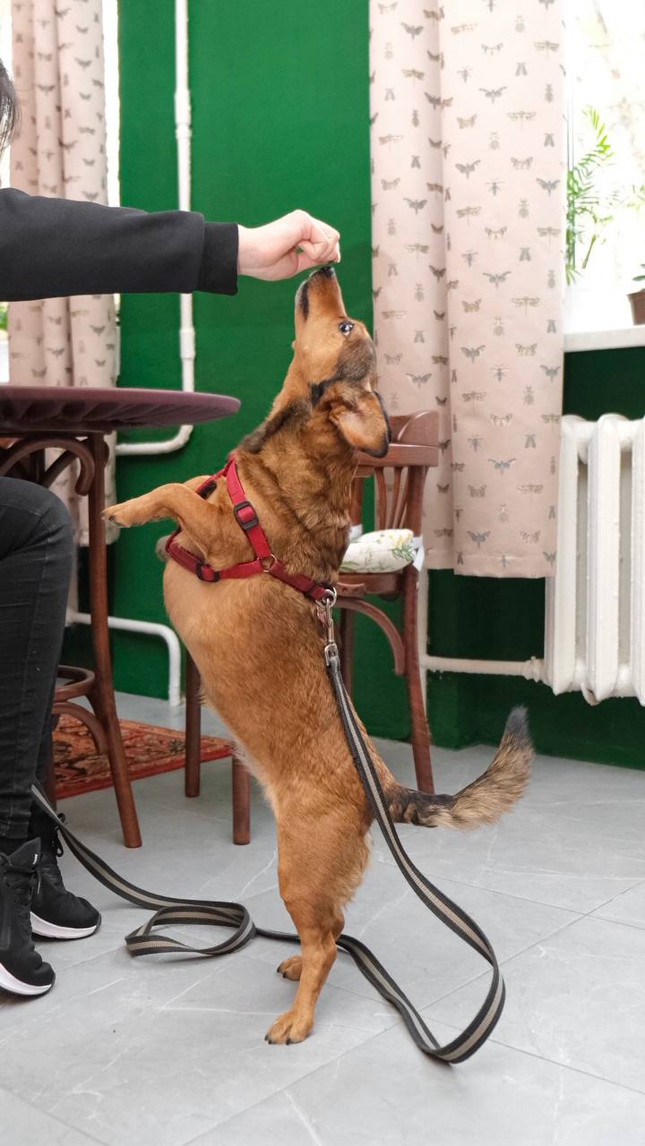 Гость кофейни 5