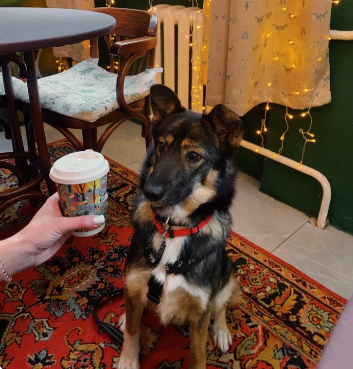 Гость кофейни 6